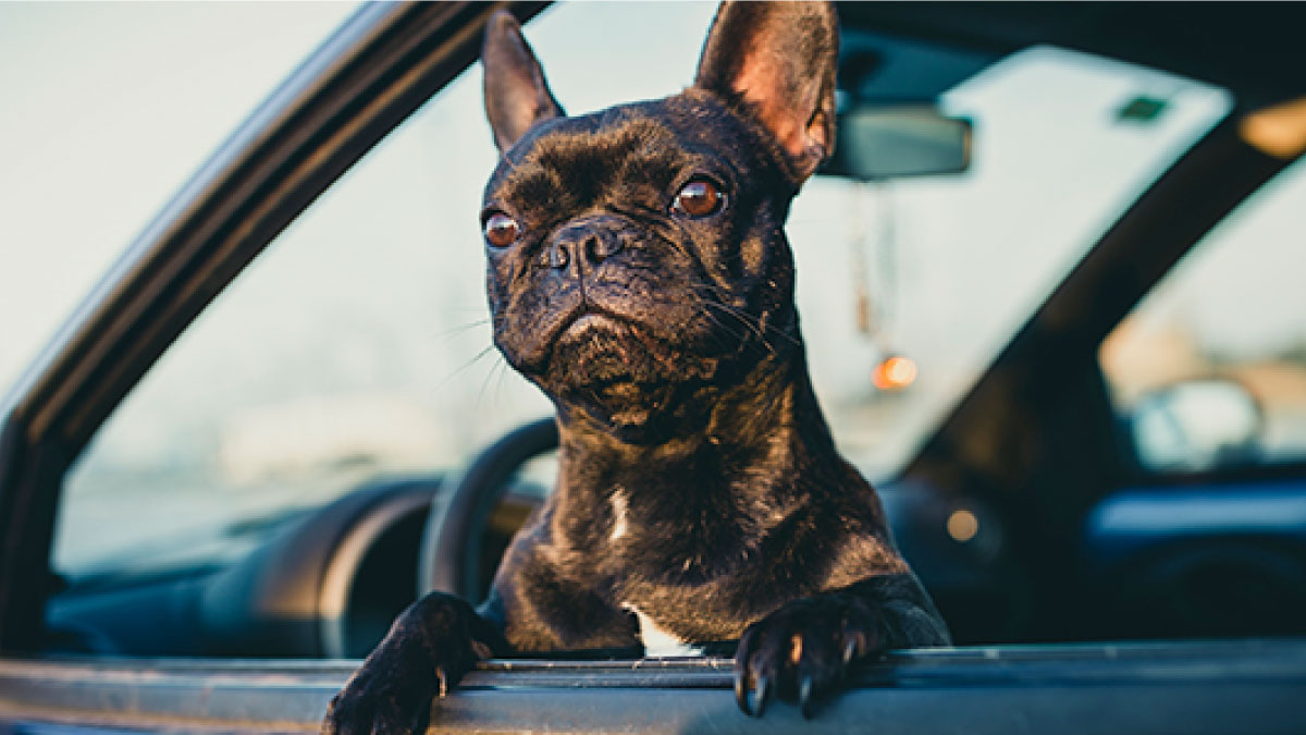 Perros: cómo viajar en coche con perros
