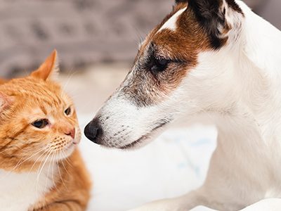 Proteger a perros y gatos contra el calor