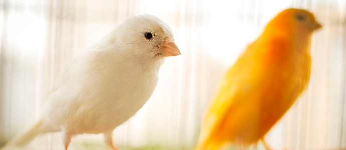 Protocolo básico de muda en aves