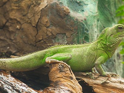 Por qué los reptiles cambian de color