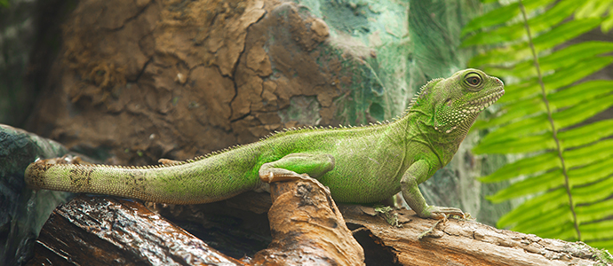 Por qué los reptiles cambian de color