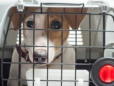 Viajar de forma segura con tu mascota