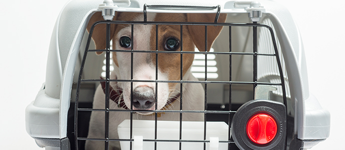 Viajar de forma segura con tu mascota