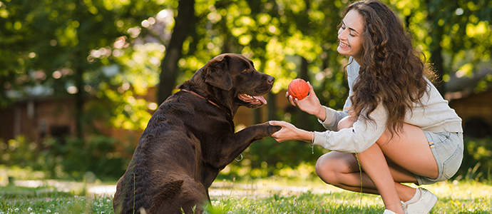 Tipos de antiparasitarios para perros