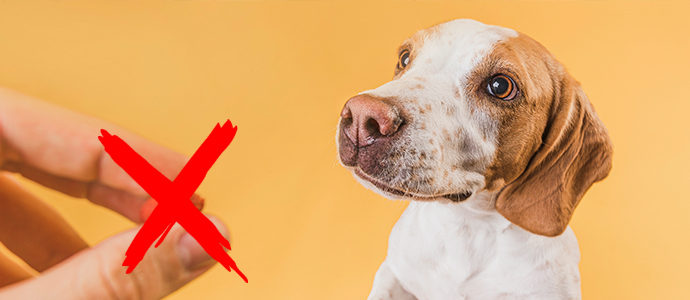 7 alimentos y productos mortales para perros | Agroanimal