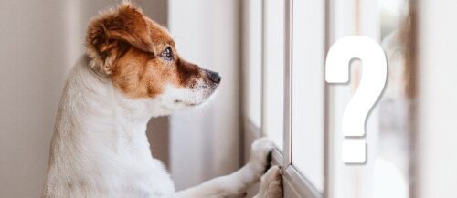 Covid-19 cómo afecta la cuarentena a tus perros