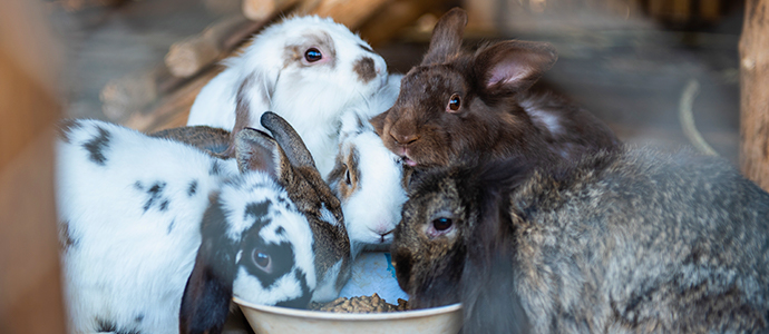 consejos para limpiar la jaula de tu conejo