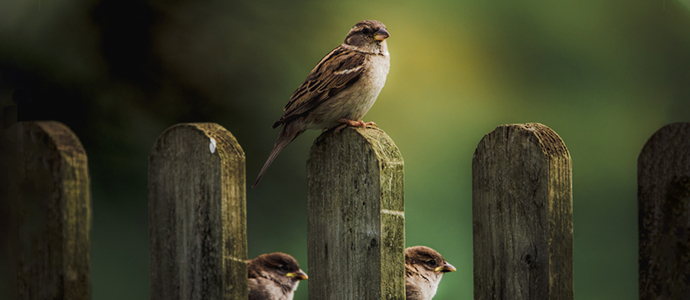 Curiosidades sobre aves