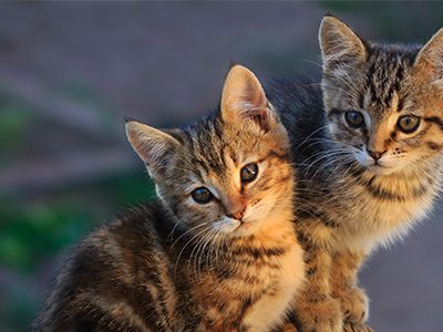 Curiosidades sobre gatos con Agroanimal