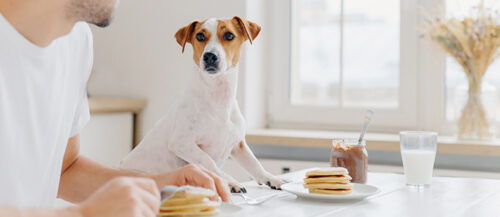 Recetas de snacks para perros caseros