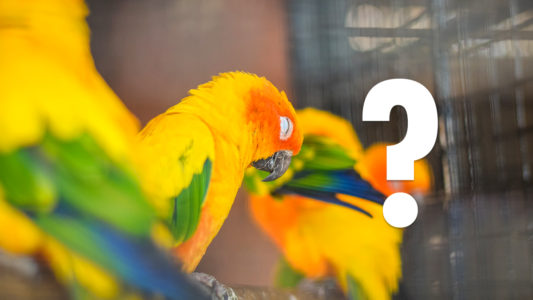 ¿Cómo alimentar a un pájaro? 4 Cómo conocer el sexo de un pájaro