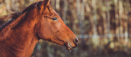 Curiosidades y piensos para caballos