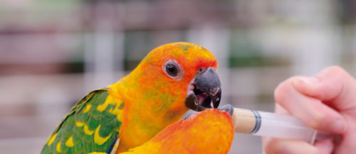 Medicamentos naturales para aves