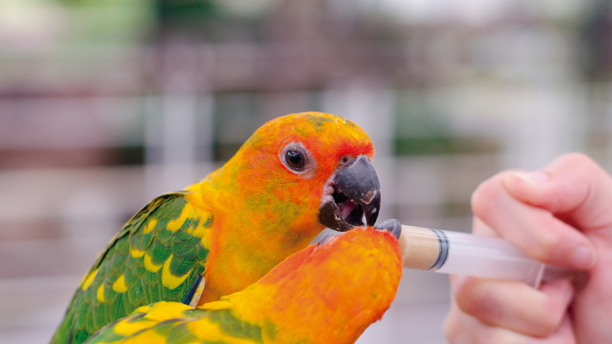 Medicamentos naturales para aves