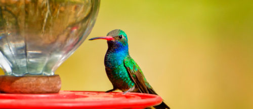 Tipos de bebederos para pájaros Tipos de bebederos para pájaros