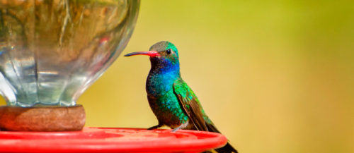 Tipos de bebederos para pájaros