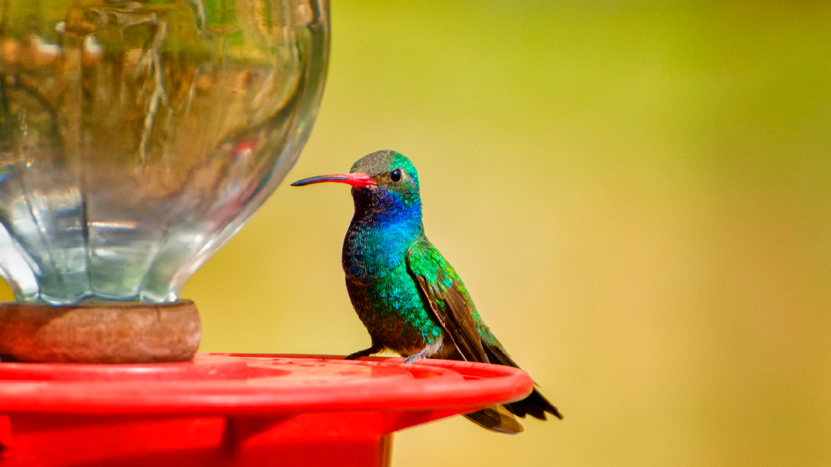 Tipos de bebederos para pájaros