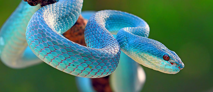 6 consejos para cuidar a tu mascota en verano 4 5 curiosidades sobre reptiles