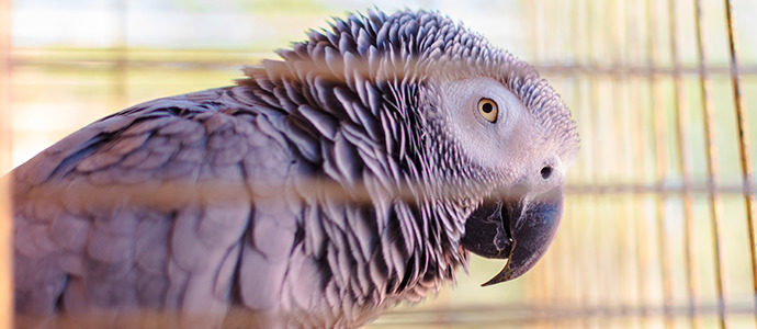 6 consejos para cuidar a tu mascota en verano 3 Guía para elegir la mejor jaula para un pájaro