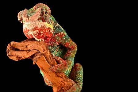 Descubre 5 curiosidades sobre los reptiles