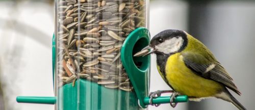 ¿Cómo alimentar a un pájaro? 7 Cómo alimentar a un pájaro