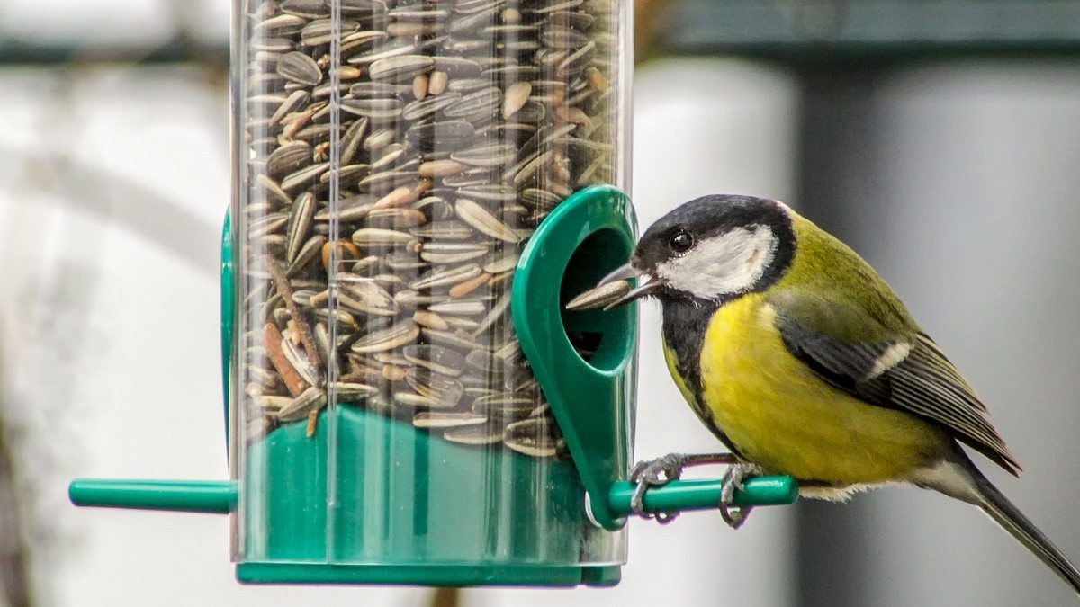 Cómo alimentar a un pájaro