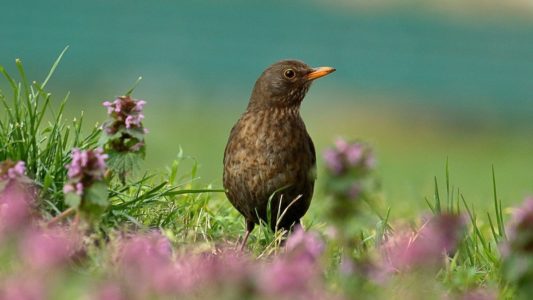 como alimentar a un pajaro