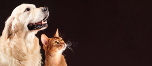 6 consejos para cuidar a tu mascota en verano 6 consejos para cuidar a tu mascota en verano