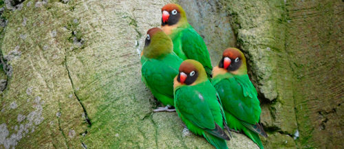 6 curiosidades sobre agapornis que no conoces 6 curiosidades sobre agapornis que no conoces