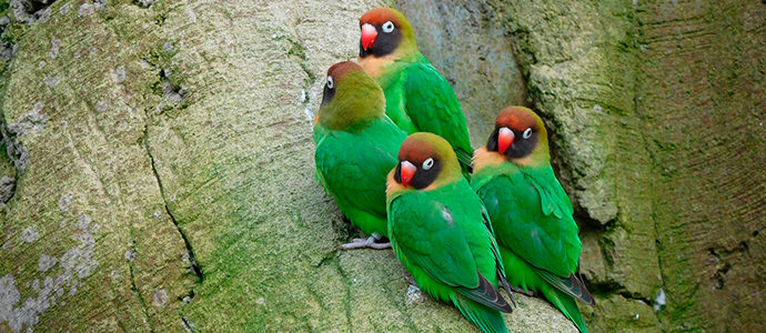 Guía de alimentación para aves exóticas 9 Cuirosidades sobre agapornis