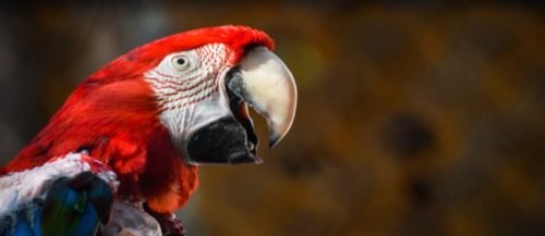 aves exóticas