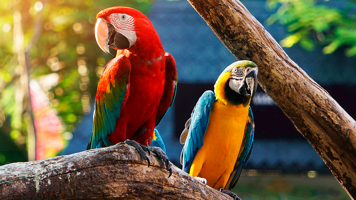 Piensos para loros Zupreem en Agroanimal
