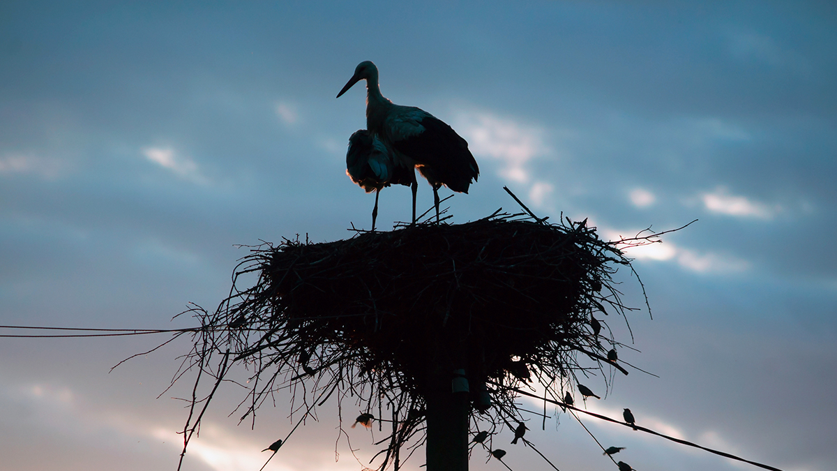 Consejos y recomendaciones sobre nidos para cría de aves