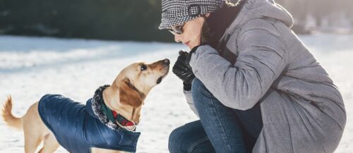 Cómo afecta el cambio de temperatura a mi perro Cómo afecta el cambio de temperatura a mi perro