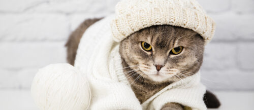 5 consejos para cuidar de tu mascota en invierno 5 consejos para cuidar de tu mascota en invierno