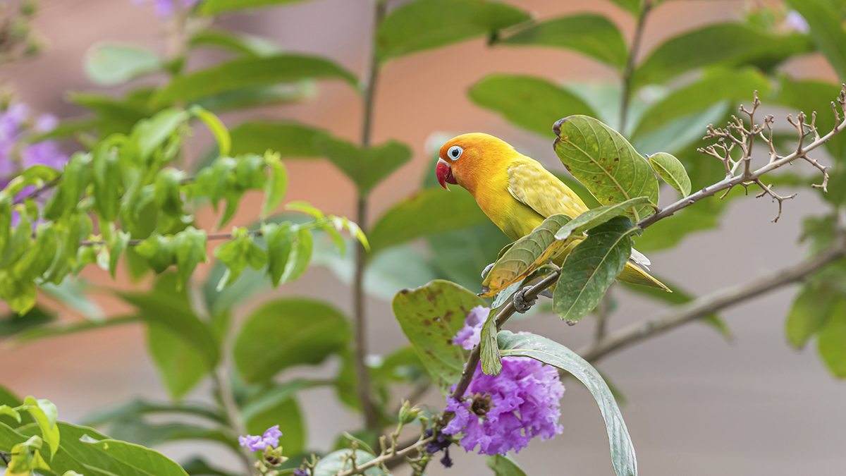 Mixturas esenciales para agapornis