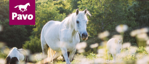 Suplementos y complementos para caballos