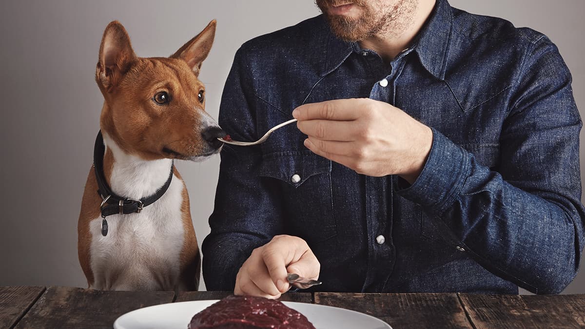 comida para perros