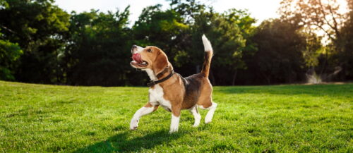 Qué ejercicio necesita un perro