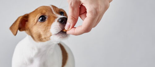 Empapadores para cachorros y transporte