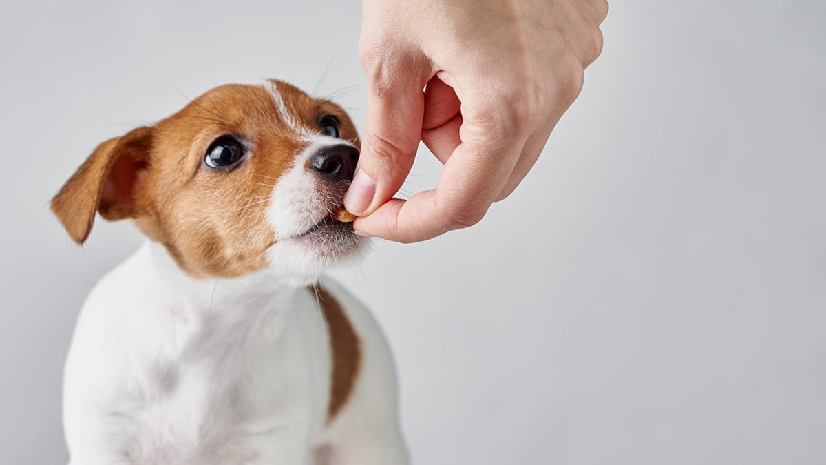 Vitaminas para perros