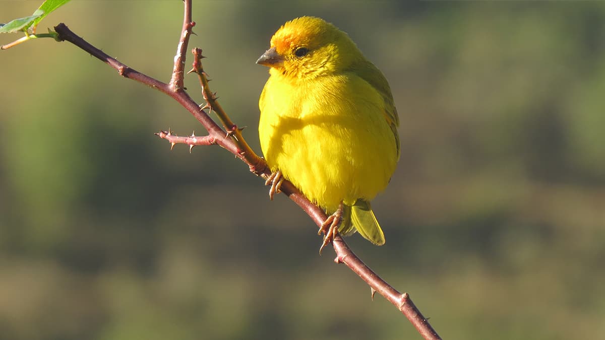 Canario