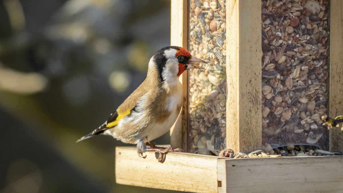 Los productos que necesitas para tu aviario