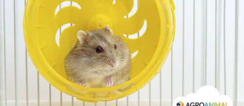 ¿Qué jaula necesita mi hámster? ¿Qué jaula necesita mi hámster?