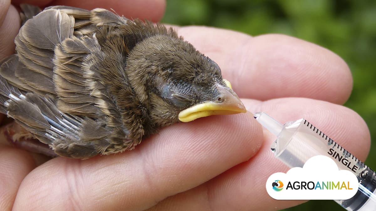 Pasta de cría para pájaros blog