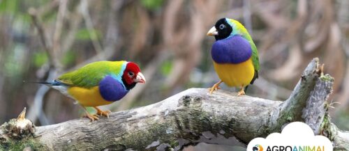 Aves ornamentales: diamante de gould