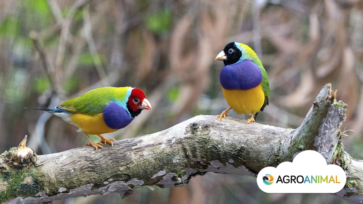 Aves ornamentales Curiosidades sobre el diamante de gould