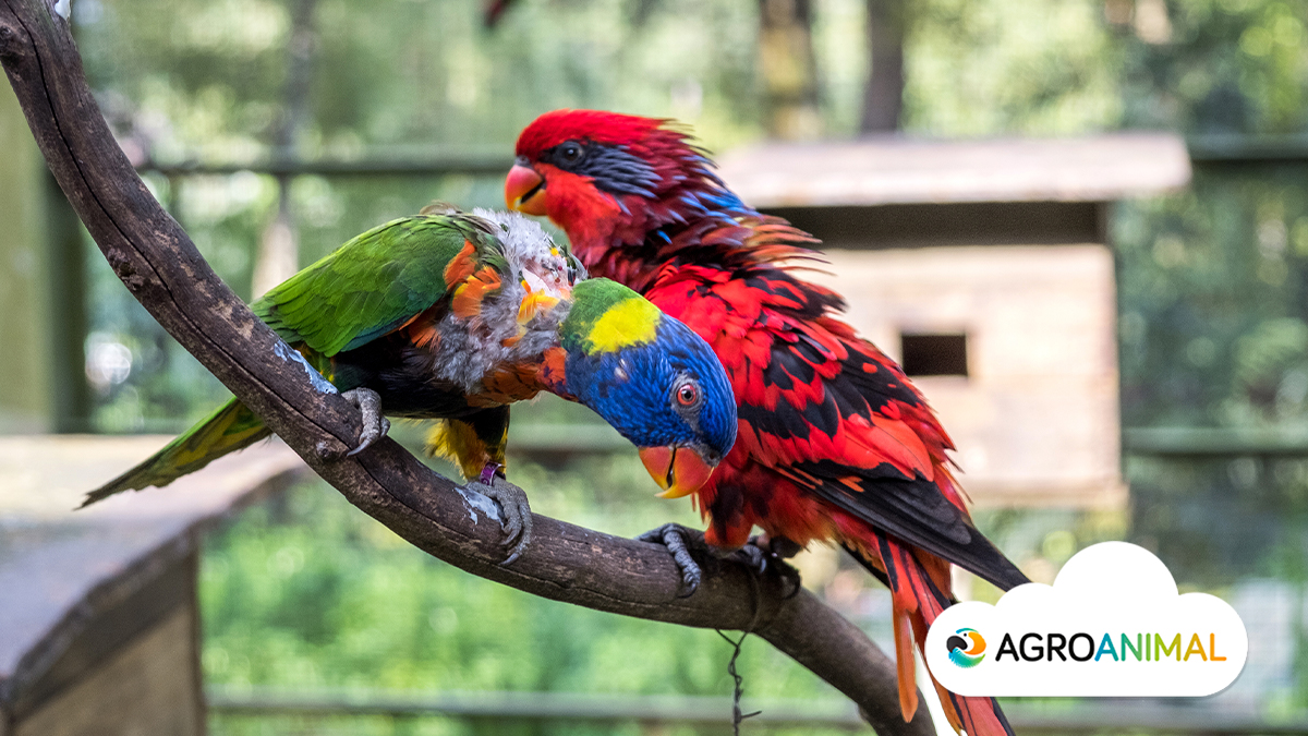 Marcas de pajareras y accesorios