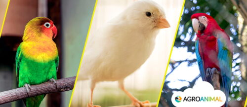Las 10 aves más comunes en España Las 10 aves más comunes en España