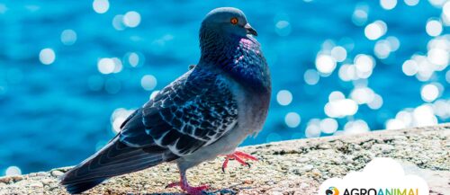 Curiosidades sobre palomas que no sabías 3 Curiosidades sobre palomas